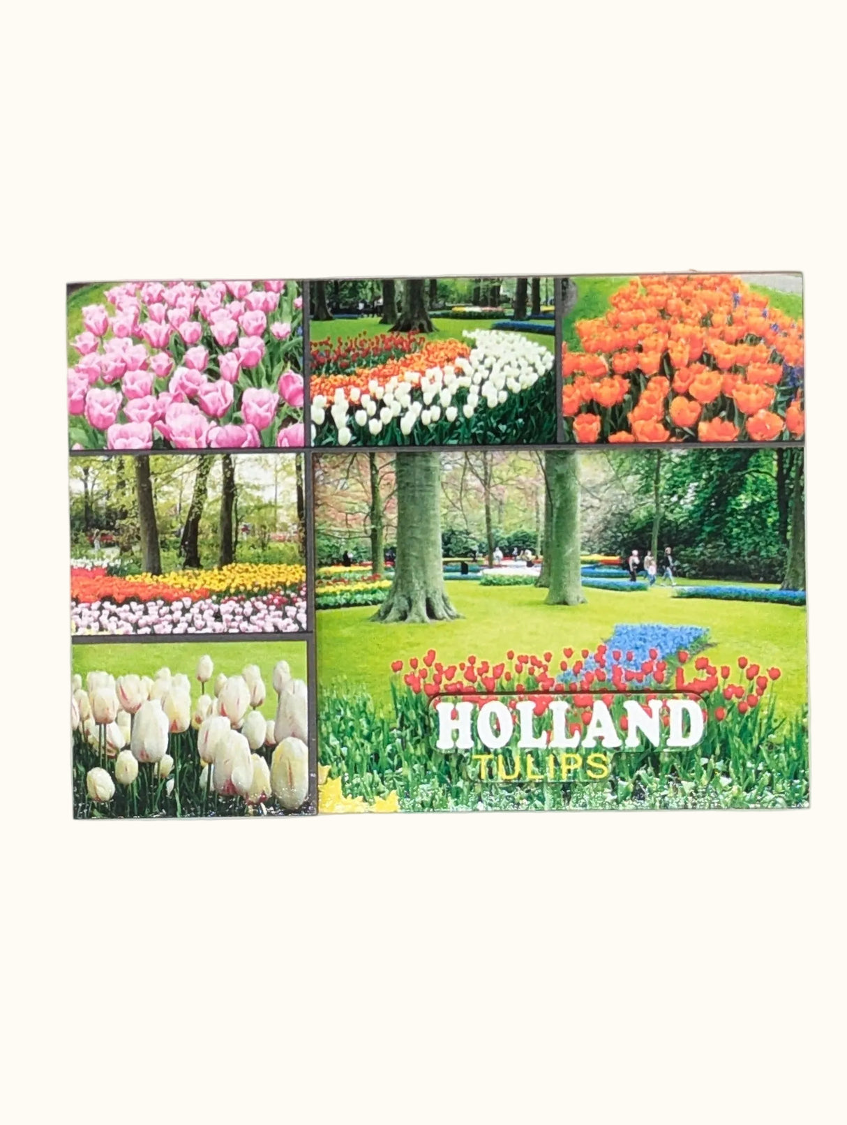MDF Magnet Photos Tulips Holland